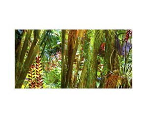 Onomea RF Jungle Purple