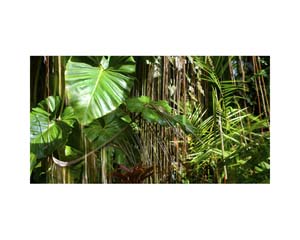 Onomea RF Leaf