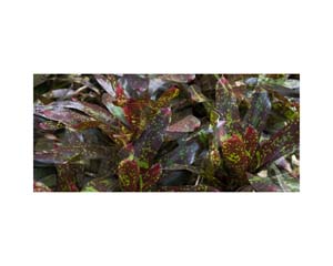 Onomea RF Leaves Green