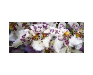 Onomea RF Orchid Pink