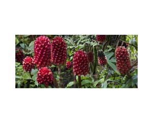 Onomea RF Red Flowers