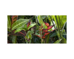 Onomea RF Red and Green
