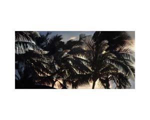 Plam and Sunset Moorea
