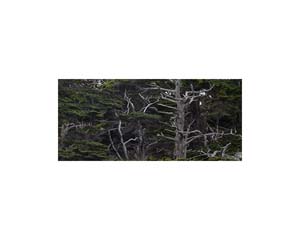 Point Lobos white trees 1 