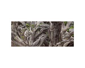 Point Lobos white trunks 