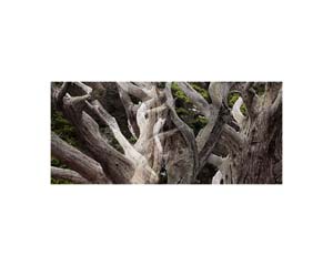 Point Lobos white trunks 2