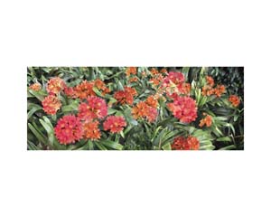 Red and Green BH Flowers