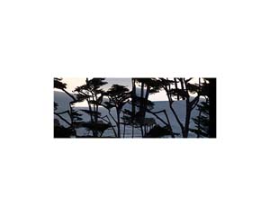 Spindrift Sunset Trees 4