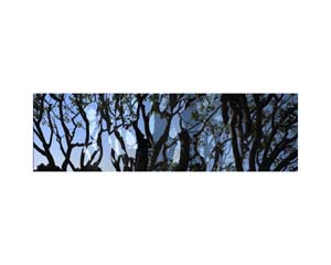 Tree Silhouette San Diego