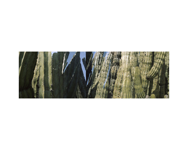 Cactus 7 Arizona