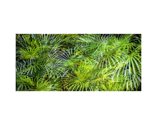 Onomea RF Fireworks Green