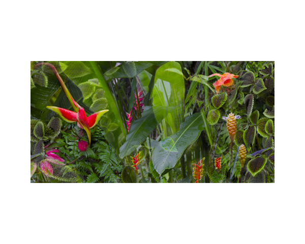 Onomea RF Flowers Bloom