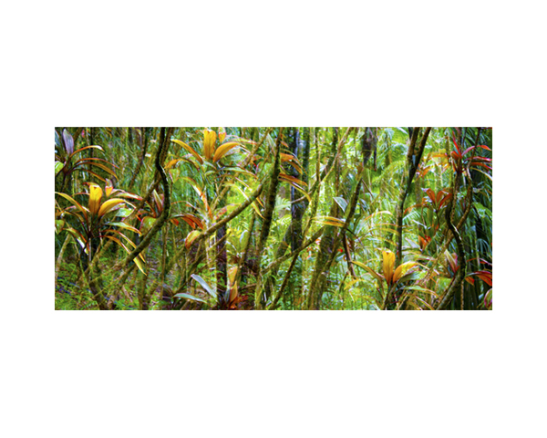 Onomea RF Jungle Curves