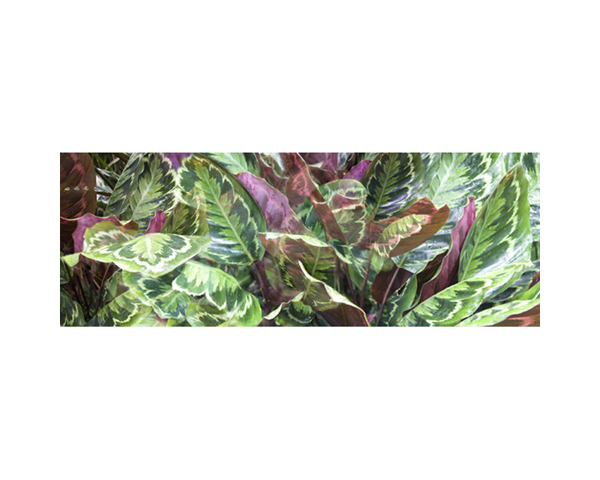 Onomea RF Variagated Pink