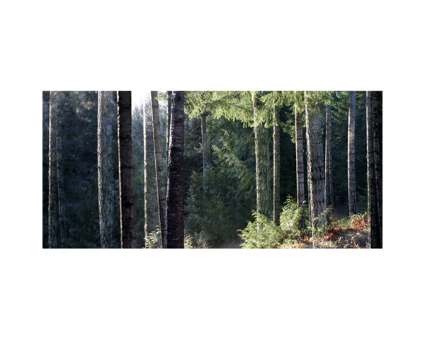 Vancouver Island Trees