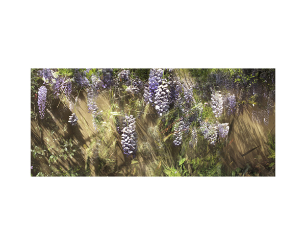 Wisteria 1 BH