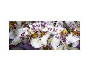 Onomea RF Orchid Pink