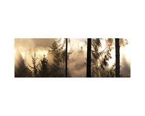 Vancouver Island Fog