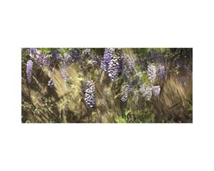Wisteria 1 BH