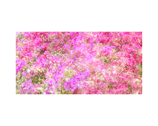 Bougainvillia