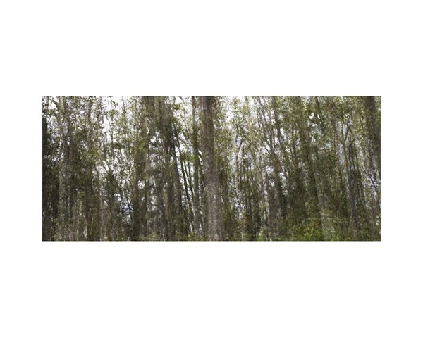 Brown Tree Trunks CR