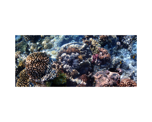 Coral Rangiroa