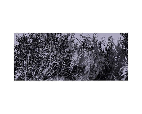 Dead Trees 3 Fog
