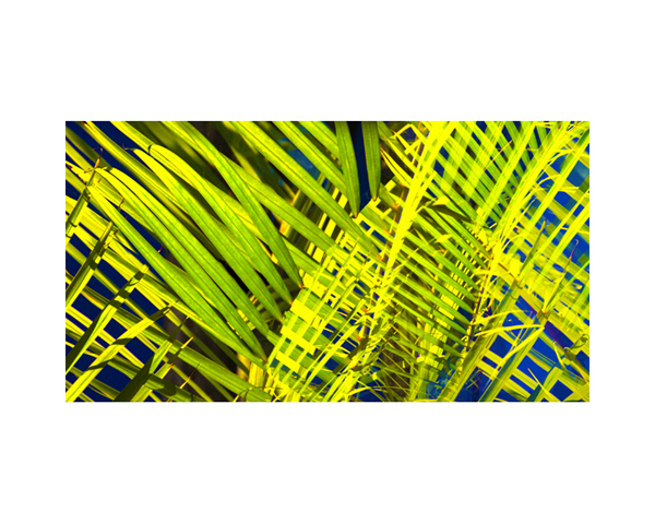 Diego Studio Garden 2