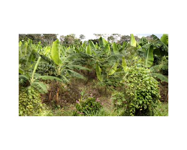 Farms 3b Costa Rica