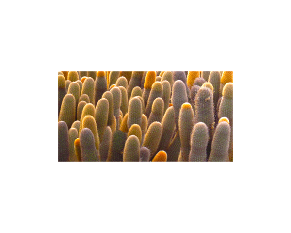 Galapagos Cactus 1