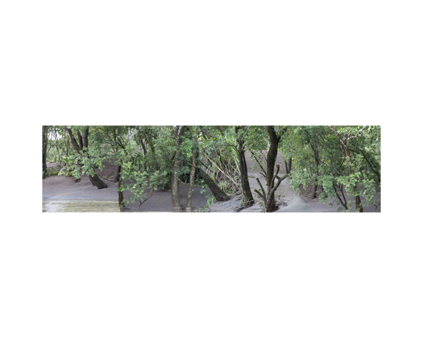 Mud Bank Trees Costa Rica