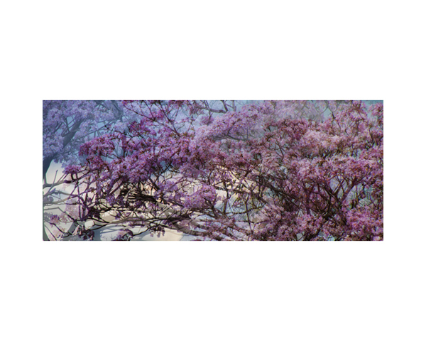 Pink Tree