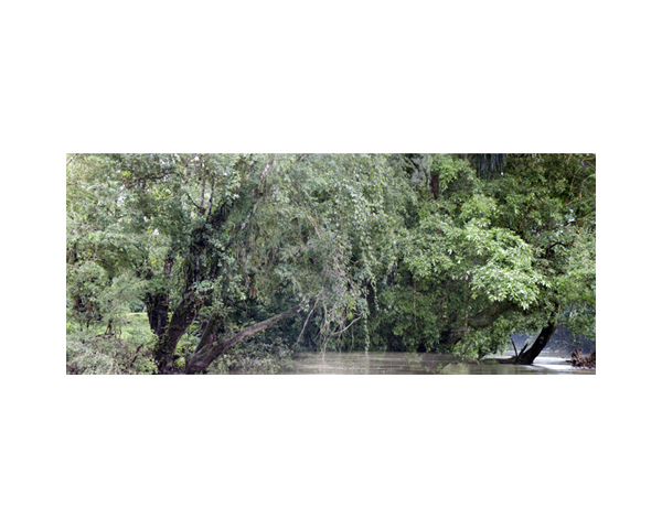 River Bank Trees Costa0145