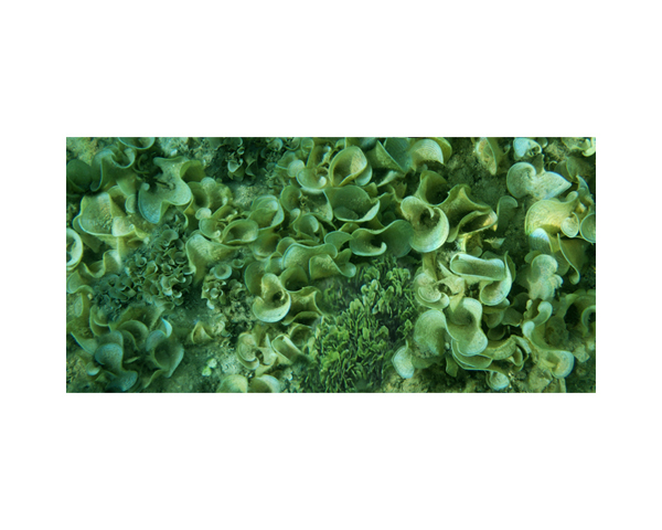Tahiti Underwater Plants