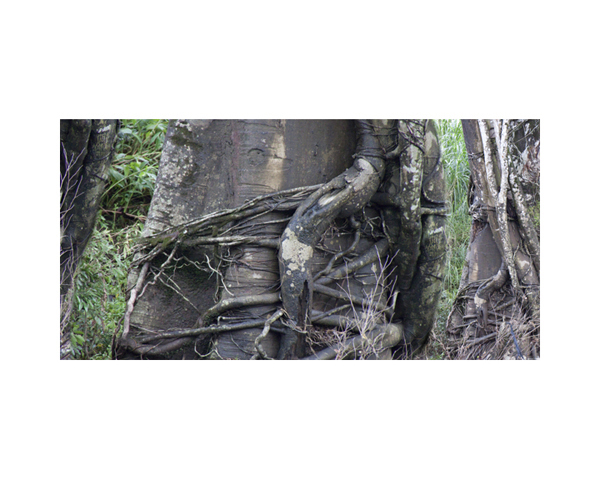 Tree Trunk Vines Costa0160
