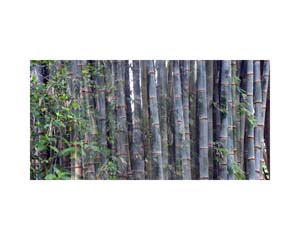 Bamboo Tree
