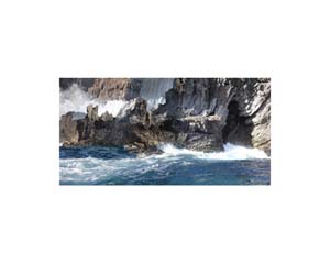 Bird Island 2