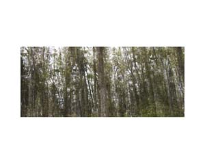 Brown Tree Trunks CR
