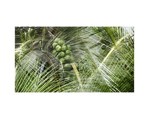 Coconuts
