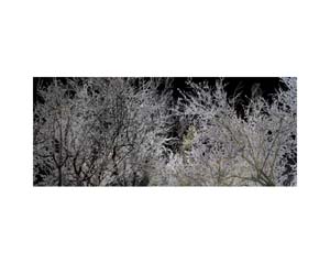 Dead Trees 2 Silver