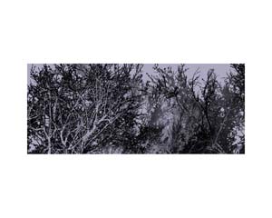 Dead Trees 3 Fog
