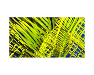 Diego Studio Garden 2
