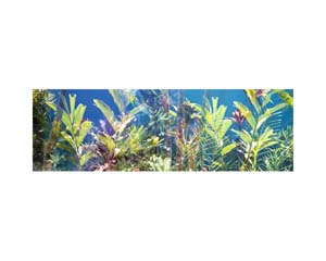 Flowers Light Blue Wall b