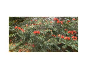 Green & Red Tree Costa0080