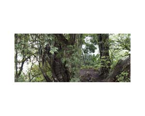 Green Tree River CR