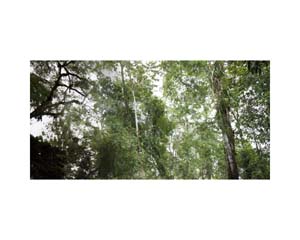 Green Tree River c CR