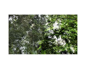 Green Tree River e CR