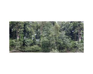 Grey Green Bushes 2 CR