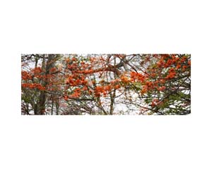 Orange Trees 4 Costa Rica