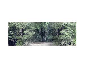 River Bank Trees B